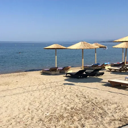 Paradise Blue Paradisos