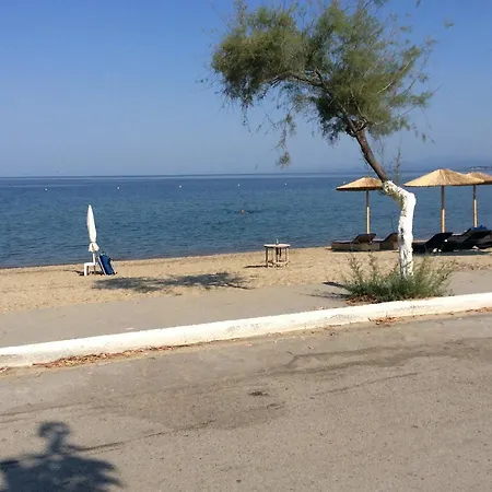 Paradise Blue *